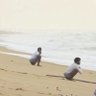 VishwaguruPoopPoop's profile picture