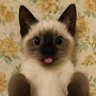 Profilbild von meoww