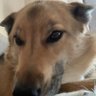 Cheerio's profile picture
