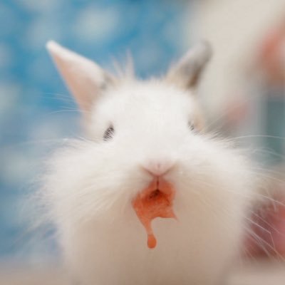うさぎのぷにゃ's profile picture