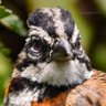Guss Guss's profile picture