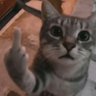مياو's profile picture