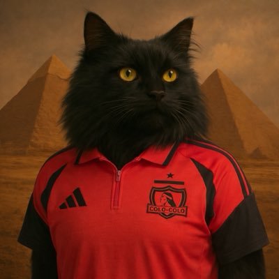 Gato Negro del Colo 🐈‍⬛'s profile picture