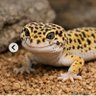 曇りのちヤモリ profil fotoğrafı