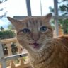 t profil fotoğrafı