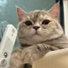 Profilbild von ૮ ˶ᵔ ᵕ ᵔ˶ ა Chiffon