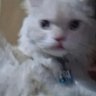 Profilbild von yaya