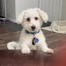 Фото профиля Buddy the Dog