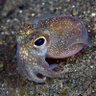 Squiddy Lemington's profile picture