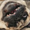 Profilbild von Mo'Puggins