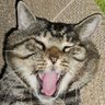 猫の下僕(ФωФ)'s profile picture