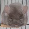 Adoring Chinchillas 🐭's profile picture