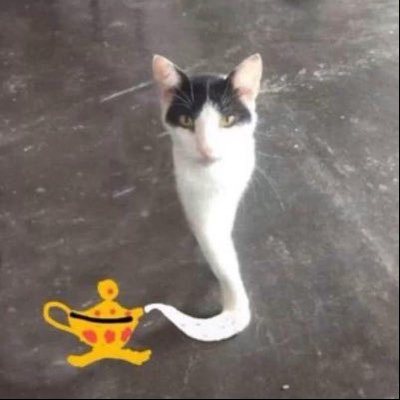 doxie's profile picture