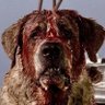 Profilbild von dev