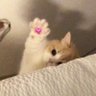 meow : ♡ 𝓯𝓻𝓲𝓮𝓷𝓭 𝓵𝓲𝓼𝓽 ⭑.ᐟ 的头像