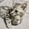 Gatito Encabronado's profile picture