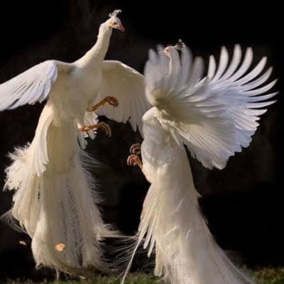 ❤BELMA❤💥 ESMER MELEK's profile picture