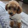 Profilbild von 犬犬の舞