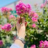 🌺 𝑚𝑒𝑚's profile picture