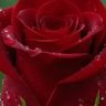 Profilbild von Saba Maleki,Real,M.M