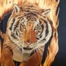 Tiger Charlie 🦘🐯 的头像