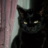 rusk🐈⬛️ 的头像