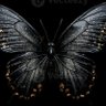 Profilbild von black butterfly