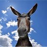 Donkey - 驴's profile picture