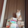 みかぼ's profile picture