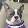 Persian Terrier's profile picture