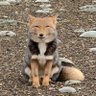 FOX!'s profile picture