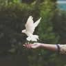 Profilbild von روح حُره