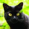 Profilbild von Gato Bombay