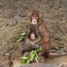Animal Love's profile picture