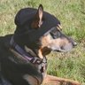 ltbadpuppy profil fotoğrafı