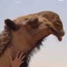 أبـن هـلال المطيـري 🇸🇦 的头像