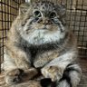 Manul 🇨🇱 的头像
