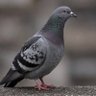 Profilbild von Pigeon Little