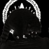 🎃 raccoon🔻 profil fotoğrafı