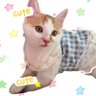 Selinameow profil fotoğrafı