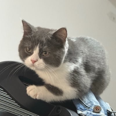 WuLongTea01's profile picture
