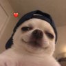 CH⍝ ˢᶜᶜᵖ's profile picture