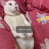 added to story's profile picture