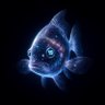 Фото профиля Fish Nineteen