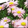 daisy๐ซ's profile picture
