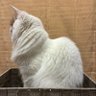 きゅきゅ 的头像