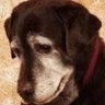 Mangy Old Dog 的头像
