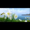 臺灣百合 profil fotoğrafı
