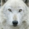 THe LoNe WoLF🐺's profile picture