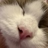 饿霸猪AIGC's profile picture